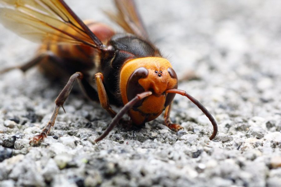 Asian giant hornets are around two inches in length from head to stinger.