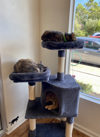 Cats at The Cat Lounge are well cared for: free to live as they please and provided with an abundance of structures and toys.