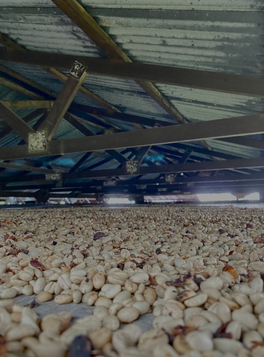 Pictured is the inside of the kanmiyagura used at Greenwell Farms. A traditional Japanese method of drying coffee, this roof on the shack is especially helpful when rain hits the island, ensuring that the drying of the beans can continue undisturbed.