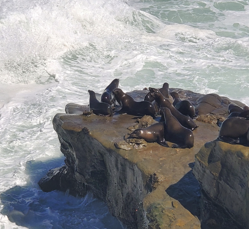 Mr. Darren Cameron, Computer Science Teacher, took this picture on one of his many walks to the La Jolla cove to obtain more steps for his team. Going on walks comes with so many benefits; seeing cute seals is one of them!

