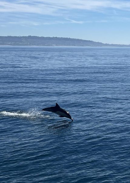 A Fishy Meet-and-Greet: Bishop’s New Whale-Watching Excursion