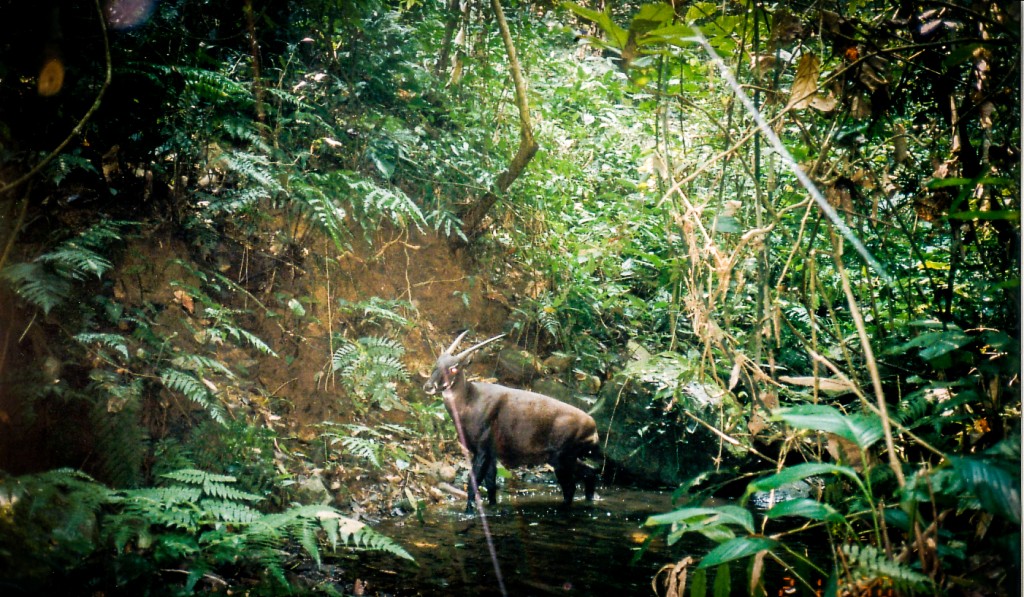 saola_camtrap_200_dpi-1024x597