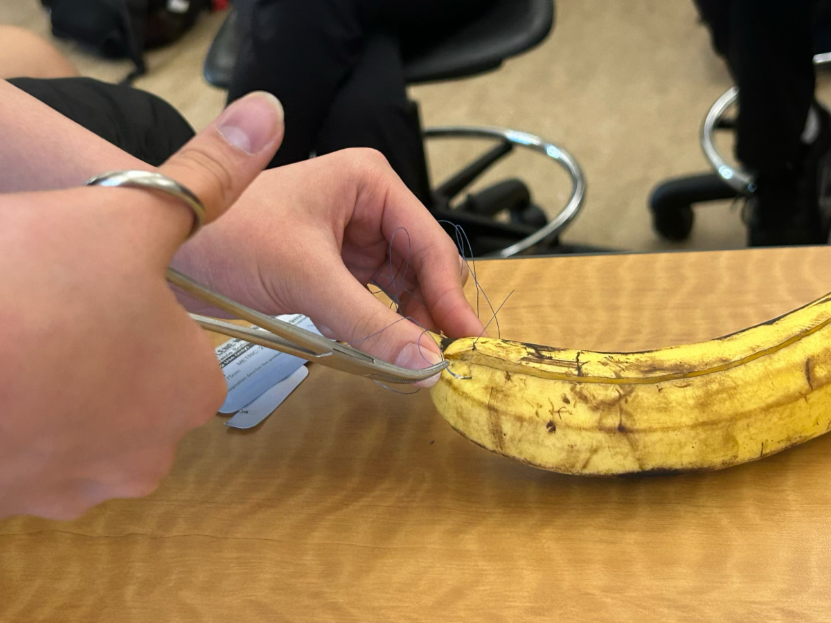 After cutting the banana, Elise Dai Liu (‘28) showed how to use tweezers to guide the suture (medical thread) using a curved, sharp-tipped needle used to pass suture material through tissue, but in this case, through banana skin!